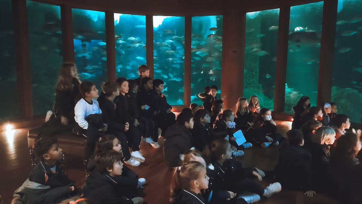 FranciscanasCor's tweet photo. 2ºde #primaria visitamos o #aquariumFinisterrae  @mc2coruna desexando estar na
sala 𝓝𝓪𝓾𝓽𝓲𝓵𝓾𝓼, onde coñecimos ao gran protagonista do acuario,𝓖𝓪𝓼𝓽ó𝓷, un tiburón touro
#somosfranciscanas #franciscanascoruña #visitacultural    #colexioplurilingüecoruña https://t.co/DH3RRr8XrE
