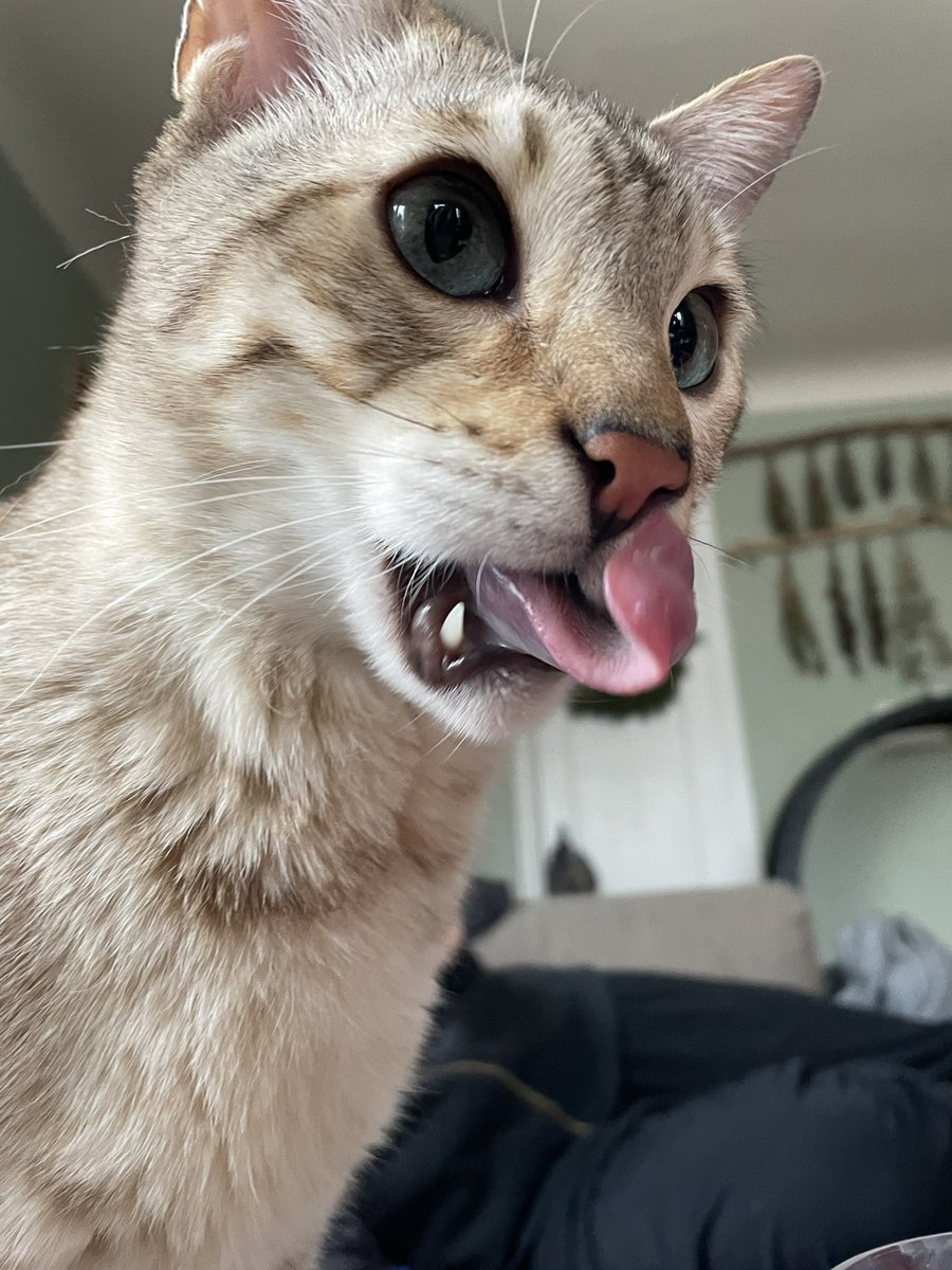 Formerly Feral Games 🍉 tweet media