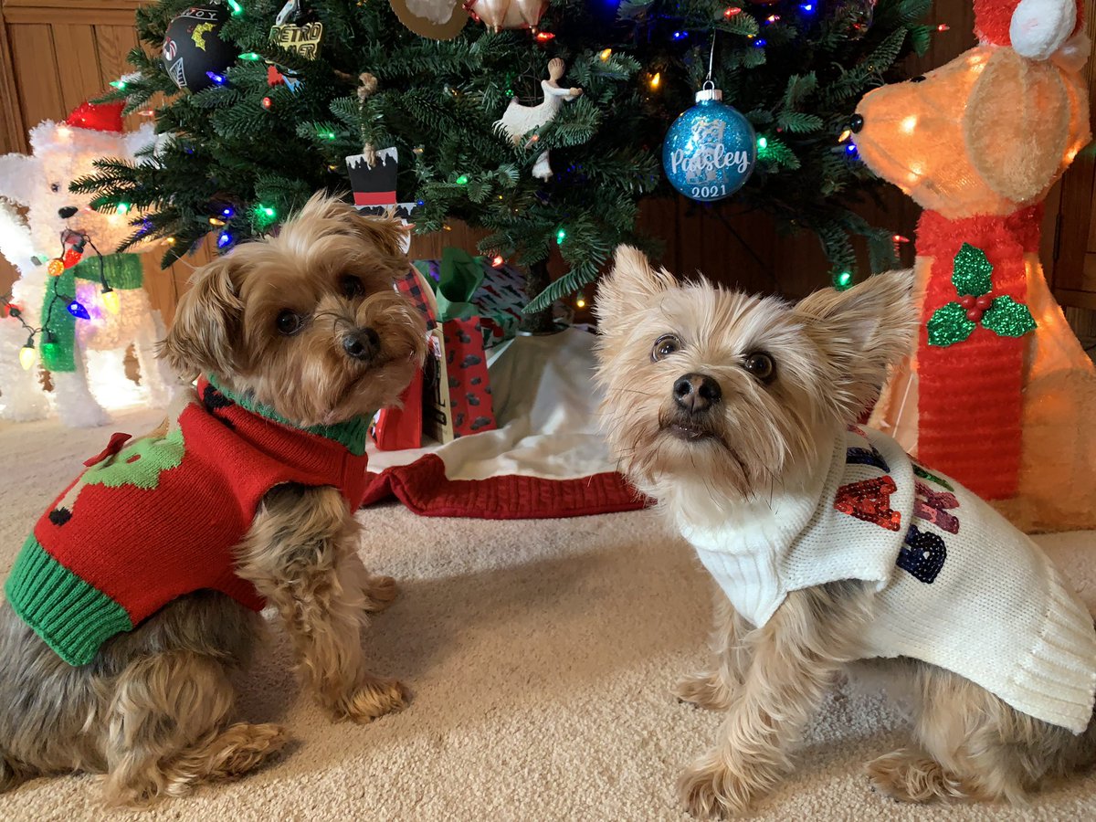 monkeytime39's tweet photo. @dog_rates @dog_feelings @Trupanion Paisley &amp; Bitsy! https://t.co/O1aZGn3jDb