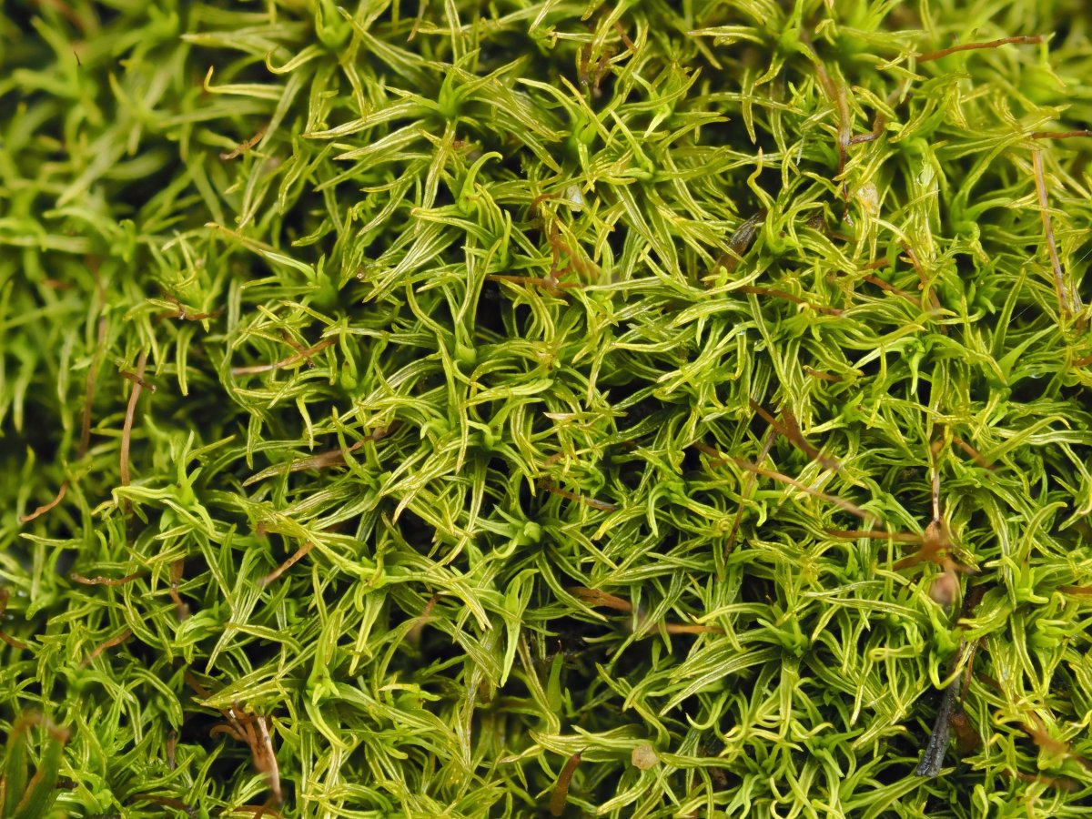 Trematodon's tweet photo. This moss, seen Friday, is growing on the ground on a hillside in southern Ohio's Vinton County. It's an acrocarp (cushion moss) with leaves that are involute (upwardly rolled along the margins), hence it seems to be a Weissia. https://t.co/NEDsVC5Mq8