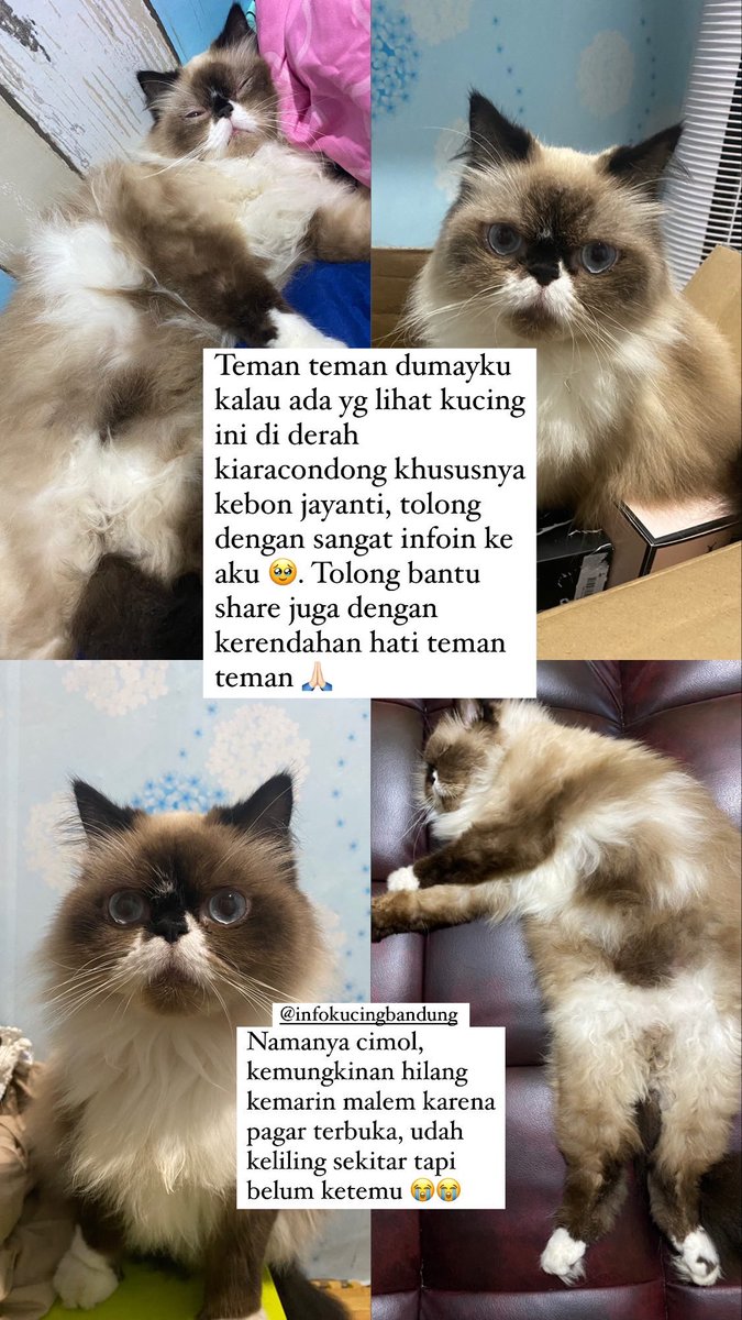 cimolciwel's tweet photo. @kochengfs Hai aku lagi nyari majikanku, temen temen sekitar kiaracondong, bandung kalo liat cimol plis banget infoin/dm aku. Hilang tgl 18 desember malem. Dia ga pernah keluar rumah, kalopun keluar rumah pasti dalam pengawasan aku. Tolong bantu share temen temen 🙏🏻😭😭 https://t.co/AfH7U7LOhh