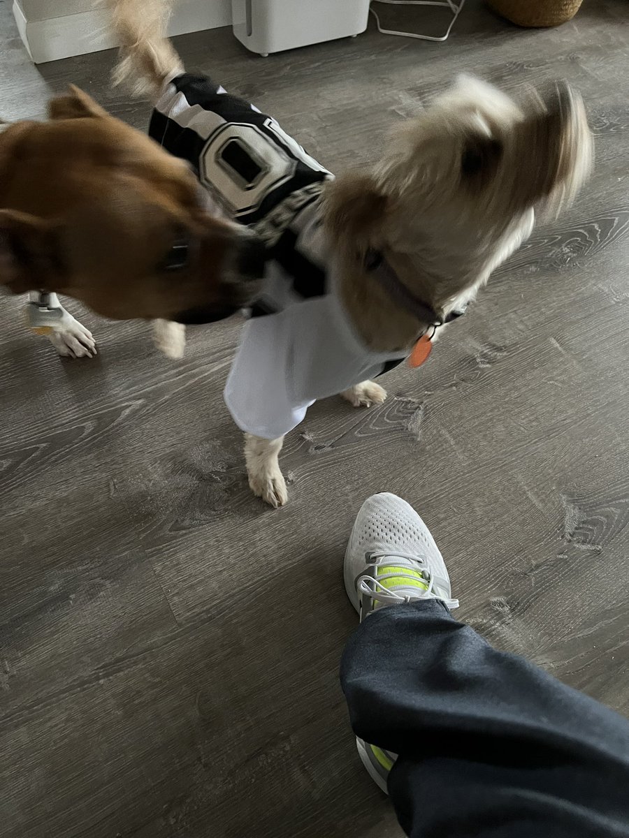 FYAPhoenix's tweet photo. Due to a shortage of officials, I had to recruit in house.
#Rufferee
#GetEmTogether 
#ControlTheGames https://t.co/SARkUGvWHE