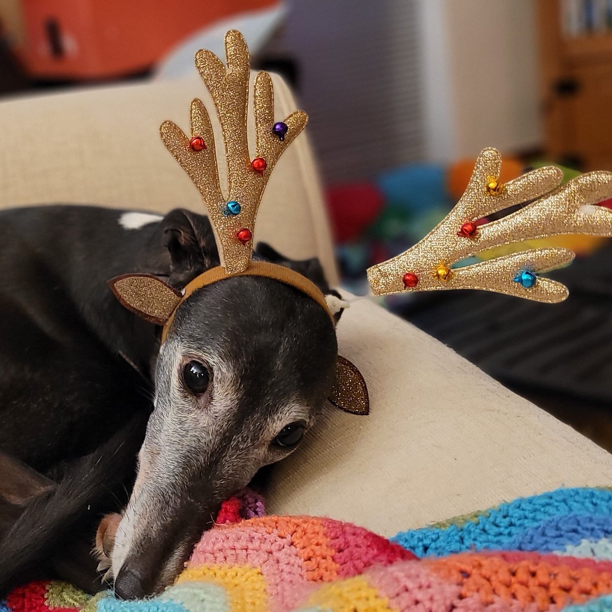 SharpOne20's tweet photo. @EJsKnitsGB Weve had our ex-racer greyhound almost two years. She's really relaxed..took a few weeks to settle in but is perfect for us. https://t.co/dz7yG2qGlb