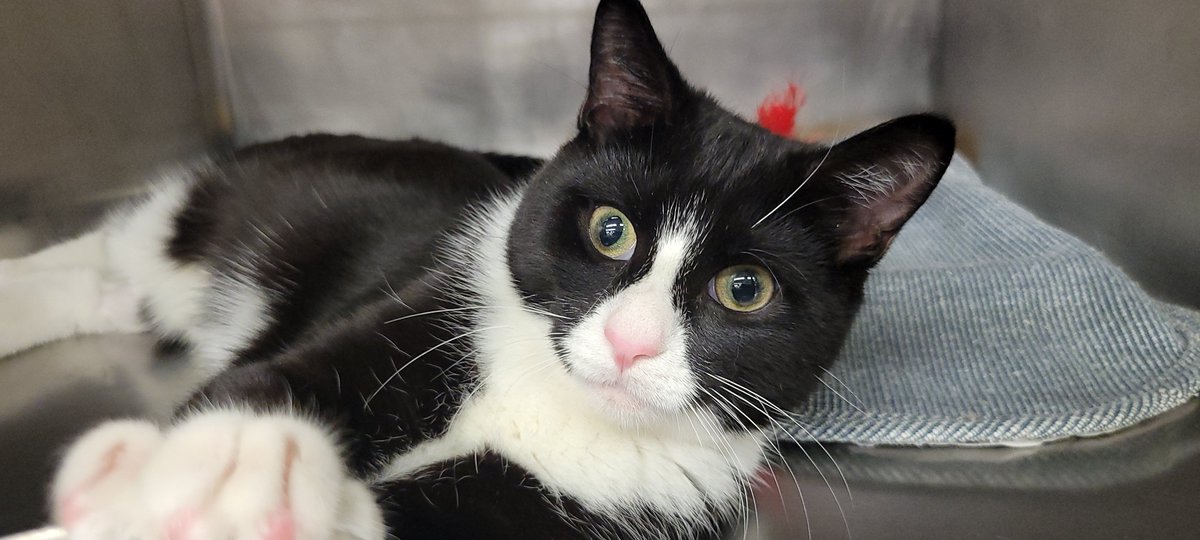 KittyKind's tweet photo. Jesse is a sweet, gentle shy kitten but once he does he's happy to play and purr and get petted. Jesse is a young, energetic kitten who must be adopted to a home with am active cat he can play with. https://t.co/hYpxI4QqTN #AdoptDontShop #cats #CatsofTwittter https://t.co/Q7lg512Din