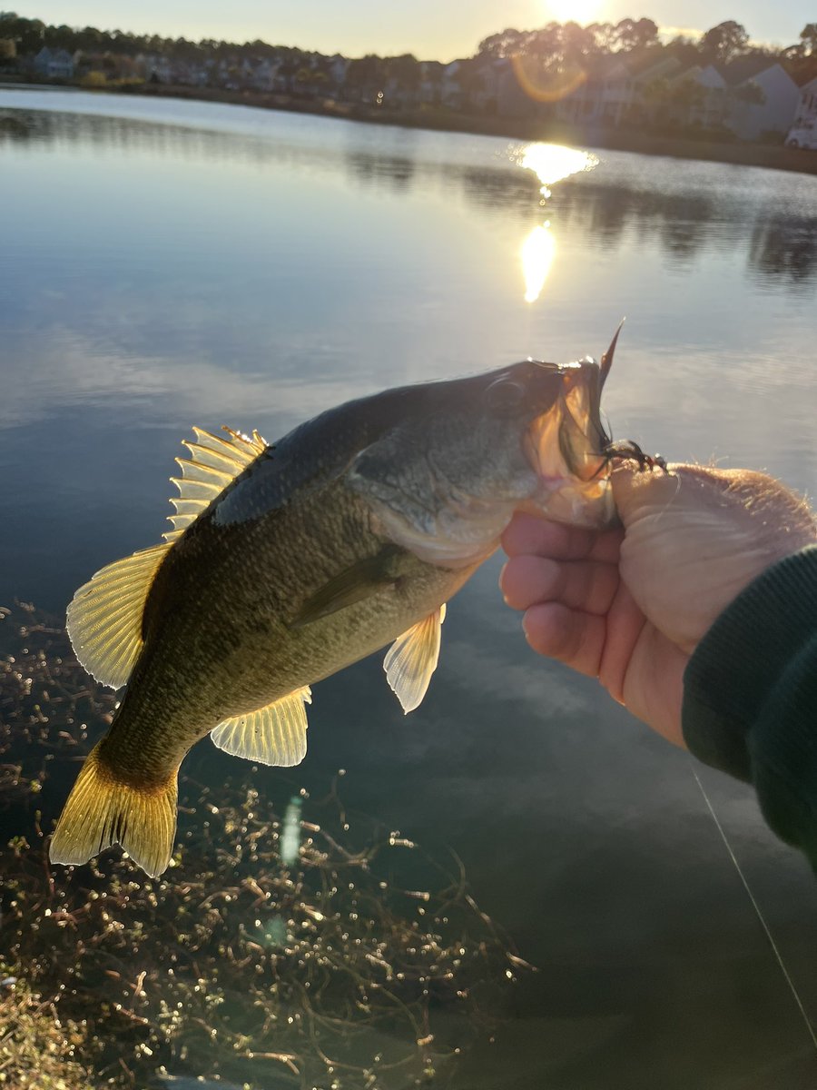DancingBear84's tweet photo. Talk about a good day in the Low Country!! Texas Toad was the trick. #largemouthbass #flyfishing #texastoad https://t.co/8pzYEJqok2