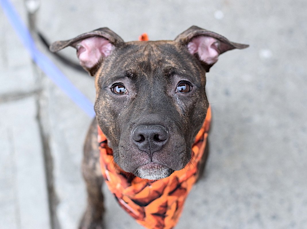 NMBewitched's tweet photo. Help me to understand this one
Sweet Girl is getting NO Love
Hardly any #RT or #Pledges

Story of Abuse &amp; Neglect
Needs TLC, patience &amp; Love
Time to Adjust 

3 months she has waited
All that time thinking it was her turn
Now it is her turn to be killed
Only $210 in #Pledges https://t.co/KHaFNmbnOO