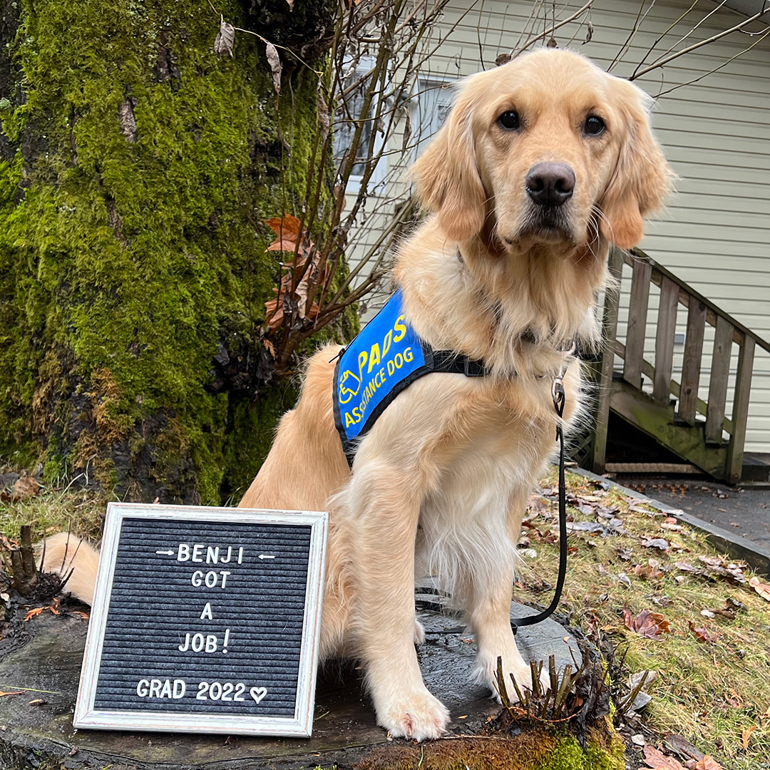 PADSdogs's tweet photo. The brilliant Benji got a job! He passed his pre-placement testing and has been matched with a client. Congratulations to PADS Benji and his amazing village for their time, heart &amp; commitment! #LifeInTheBlueVest #DogsWithJobs #ServiceDogsOfInstagram https://t.co/QpuvDEyDQv