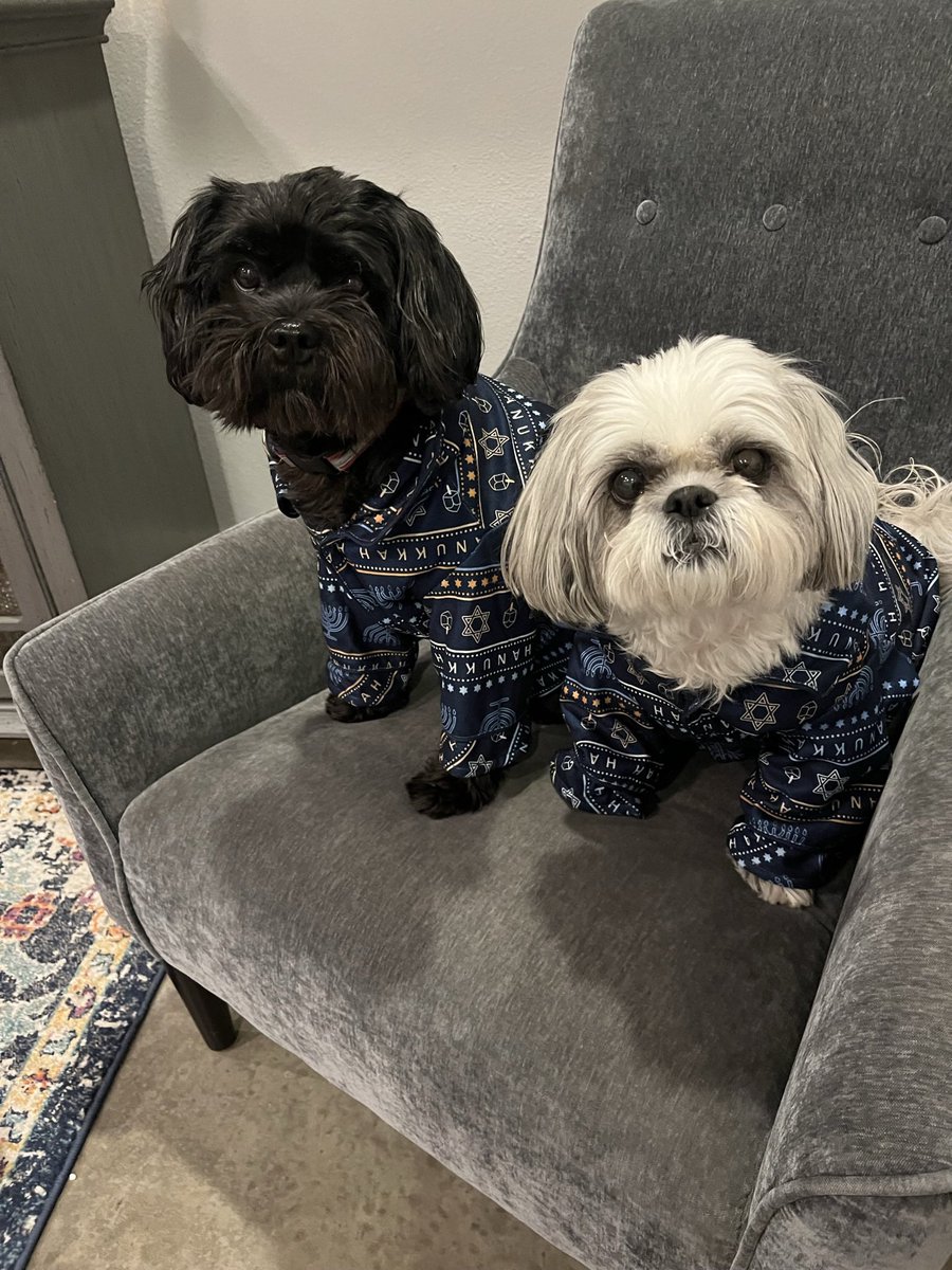 stacycovitz's tweet photo. @dog_rates @Trupanion Maddie is the white Shih Tzu, and Posey is the black Schnoodle. Or Jewdle. https://t.co/by8d7sW3JM