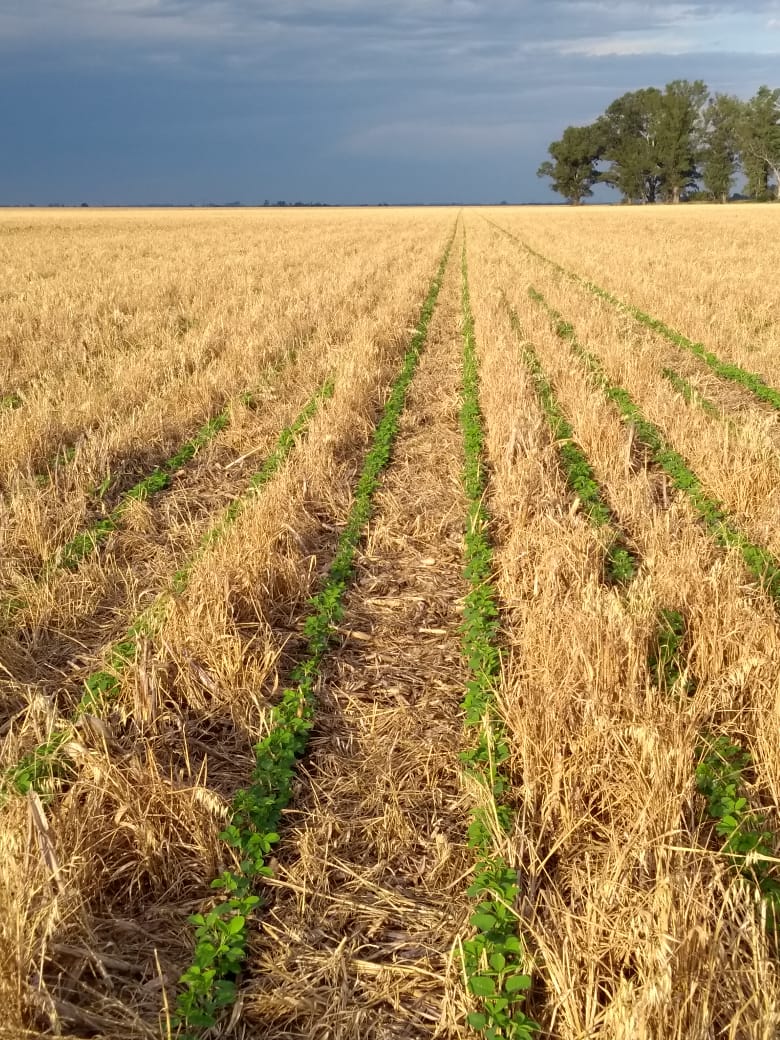 World_Farmers's tweet photo. Today there is more than enough evidences in millions of hectares that The No Till System abandoning tillage, covering the soils and rotating crops represents a valid way to couteract soils deterioration and destruction and even to improove them... https://t.co/rTX0yRCL85