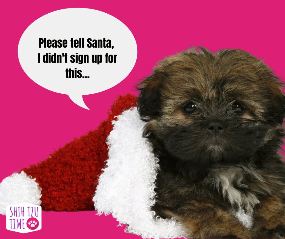 ShihTzuTime's tweet photo. Please tell Santa, I didn't sign up for this...

#shihtzutime #shihtzu #shihtzumeme #dogjoke #mondaymeme #mondaymood #mondayvibes  #shihtzudaily https://t.co/VoZGO9PqSm