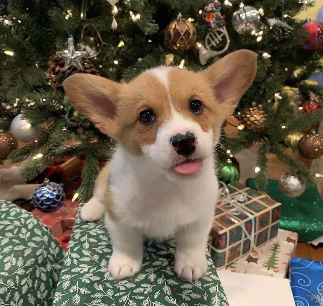 dog_rates's tweet photo. This is Radagast. He claimed this present. Doesn't care if your name's on the tag. Please back away. 12/10 https://t.co/H8adoAkpu1