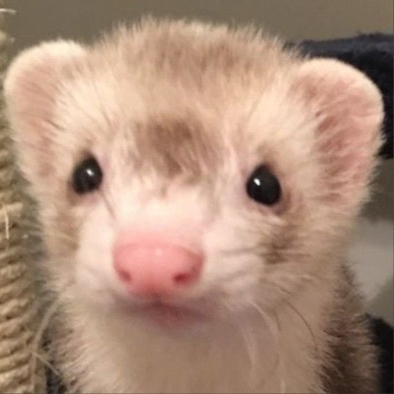 Buenas noches de parte del peludón de Anubis.