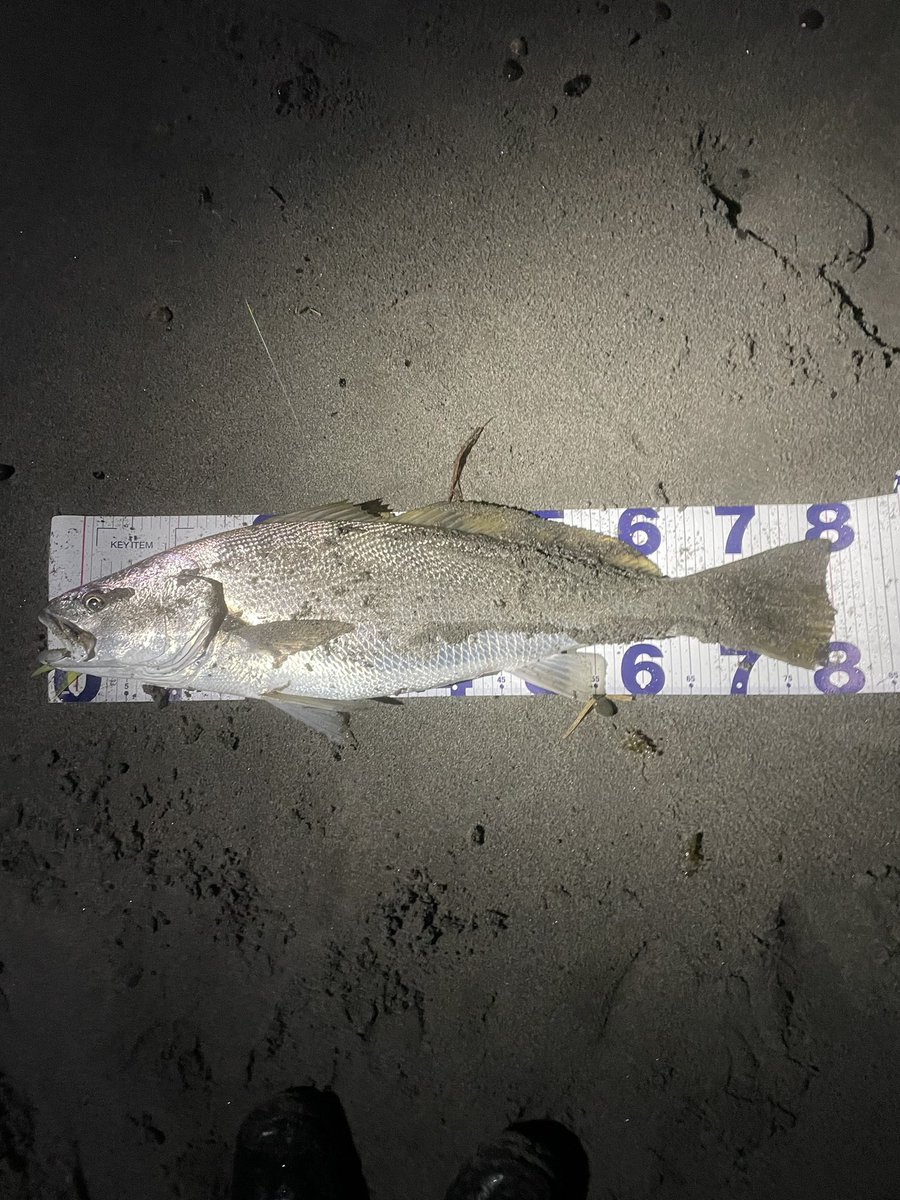 hiroki__fish's tweet photo. 遠州サ���フ×ビッグベイト×オオニベ
クラッシュ9でオオニベ
80cmオーバー 12ポンド
ビッグベイトに拘ってよかった

ロッド:fishman 8.3xxxh
リール:タトゥーラ300xhl バリアル140
ライン:smp 8号

#遠州灘 #遠州サーフ #drt #k9 #klash9 #fishman #daiwa #オオニベ #ジャイアントベイト https://t.co/RymjTTdXaL