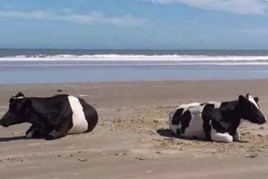 musadosmeme's tweet image. queria tá assim com a amiga q eu gosto