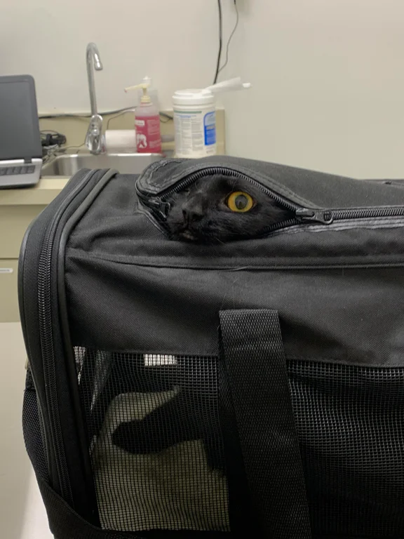 DontShowYourCat's tweet photo. tight fit https://t.co/egQFCU7IYc