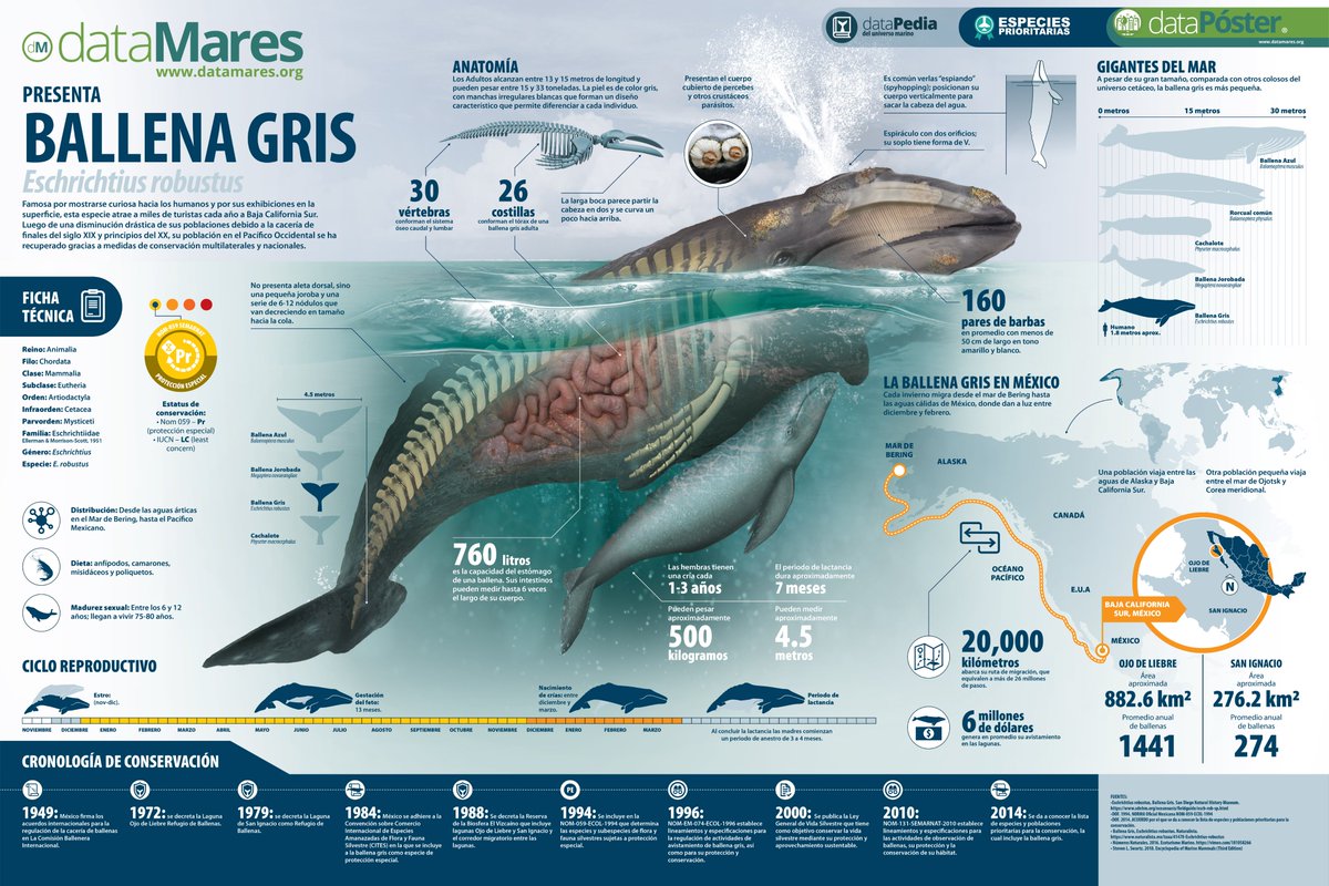 Cada año, la #BallenaGris viaja aprox 20,000 km desde el Mar de Bering hasta las costas de #BajaCalifornia.

Conoce más aquí: datamares.org/preview/dp_bal… 

#EspeciesPrioritarias #dataPoster