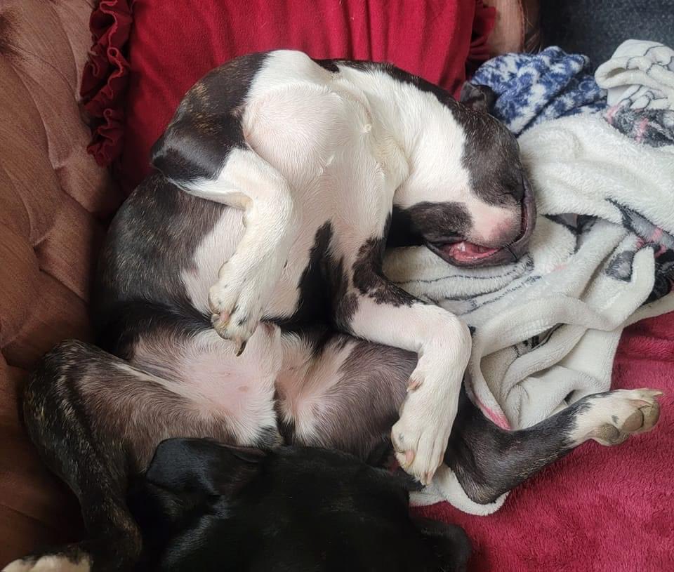 iheartbterrier's tweet photo. Henryi...how can that be comfortable...lol

📸 credits to: Shirley Jarusek 
#iHeartBostonTerrier https://t.co/nW8hrnddJQ
