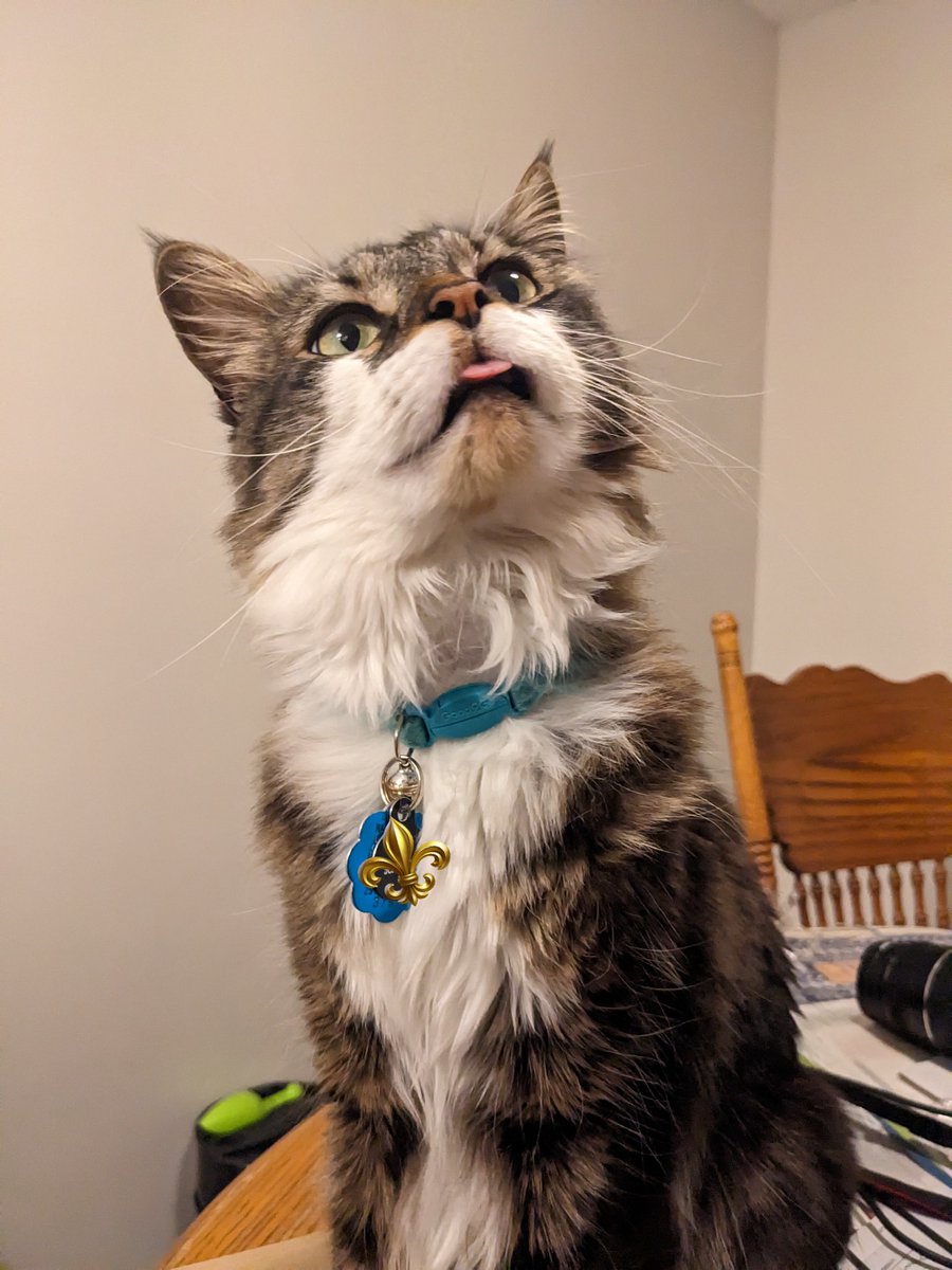 Our little buddy took a big yawn, and forgot to put his tongue away 😍😍