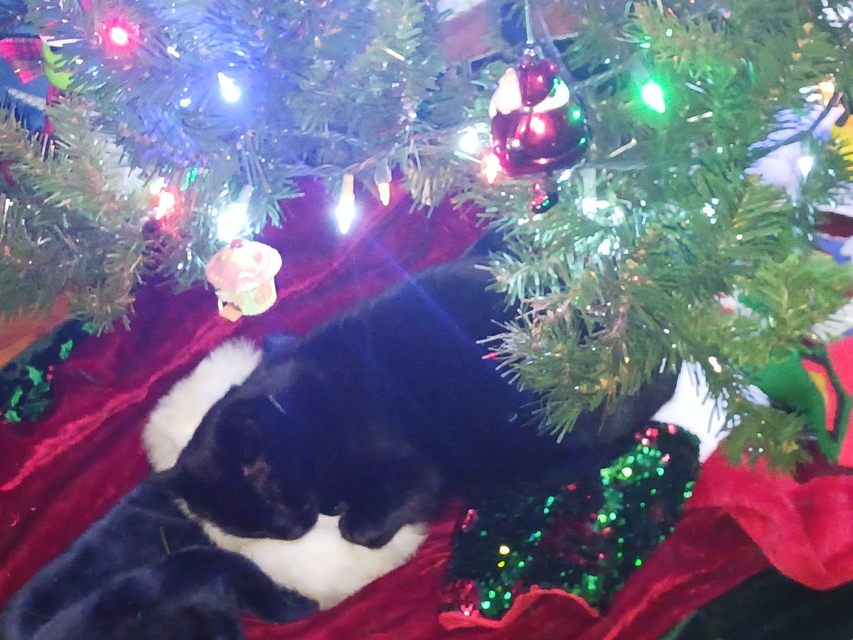 Rustymarble's tweet photo. @seananmcguire Wilson under the Christmas tree https://t.co/BVUjNtmbk0