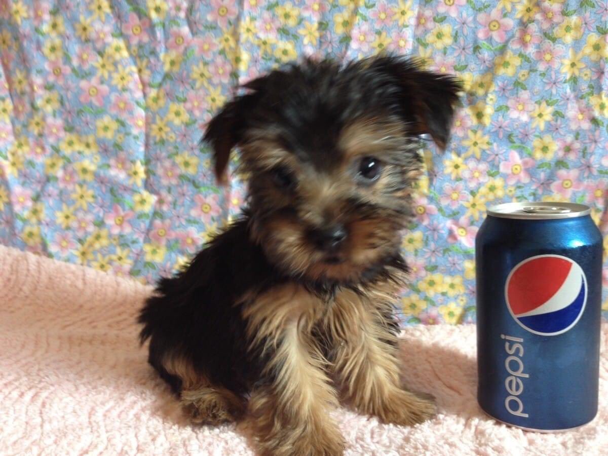 cachorrocore's tweet photo. bepis https://t.co/hJAYl2PXai