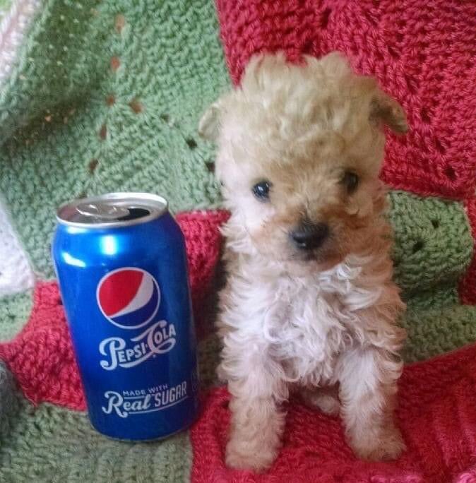 cachorrocore's tweet photo. bepis https://t.co/hJAYl2PXai