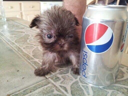 cachorrocore's tweet photo. bepis https://t.co/hJAYl2PXai