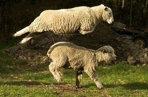 sheepdaily_twt's tweet photo. (they're playing leap sheep) https://t.co/debFkQFvr1