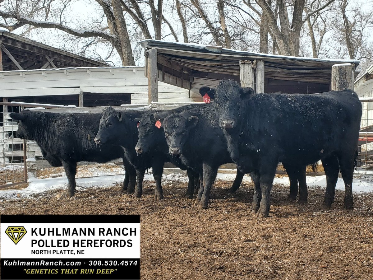KuhlmannRanch's tweet photo. Private Treaty 
5 bred heifers due March 
Bred to Kuhlmann Ranch Hereford Bull
North Platte, NE 
308-530-4574
#GeneticsThatRunDeep 
#herefordcattle #herefordbull #herefordbulls #polledhereford #Cattle https://t.co/l8iLvWJg9v
