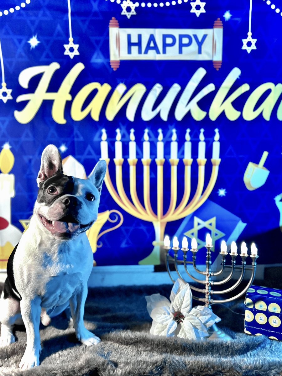 itseriklarson's tweet photo. Happy second night from Bruce the Hanukkah pup! 🕎🐾 https://t.co/J73FW5fRzo