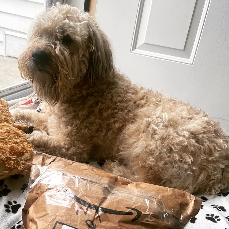 SaratogaWheaten's tweet photo. Evil porch pirates beware! Iโm watching out for all my neighbors! 6 days to go before wonderful #Christmas morning arrives. #WheatenChristmasCountdown!
#Dogs #DogsofTwitter #WheatensofTwitter #WheatenTerriers #Wheatens #ZSHQ https://t.co/BMps0OjYpG