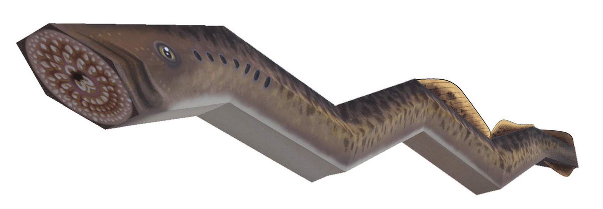 There's a new papercraft for download! LIFE-SIZE SEA LAMPREY! (and bonus matching Santa hat)
taajatucker.com/coloringsheets/