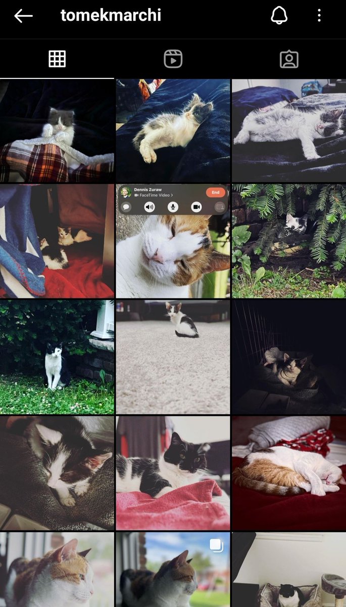 scentoftaint's tweet photo. Exclusive look into the official account of self-proclaimed genius and innovator behind #Sentivate, Tom Marchi...and it's just cat photos. Entirely. Accompanied by lengthy, sentimental captions describing his affection for them. No mention of $SNTVT, $VIAT, or #TheUniversalWeb. https://t.co/VZHj9RHrgX