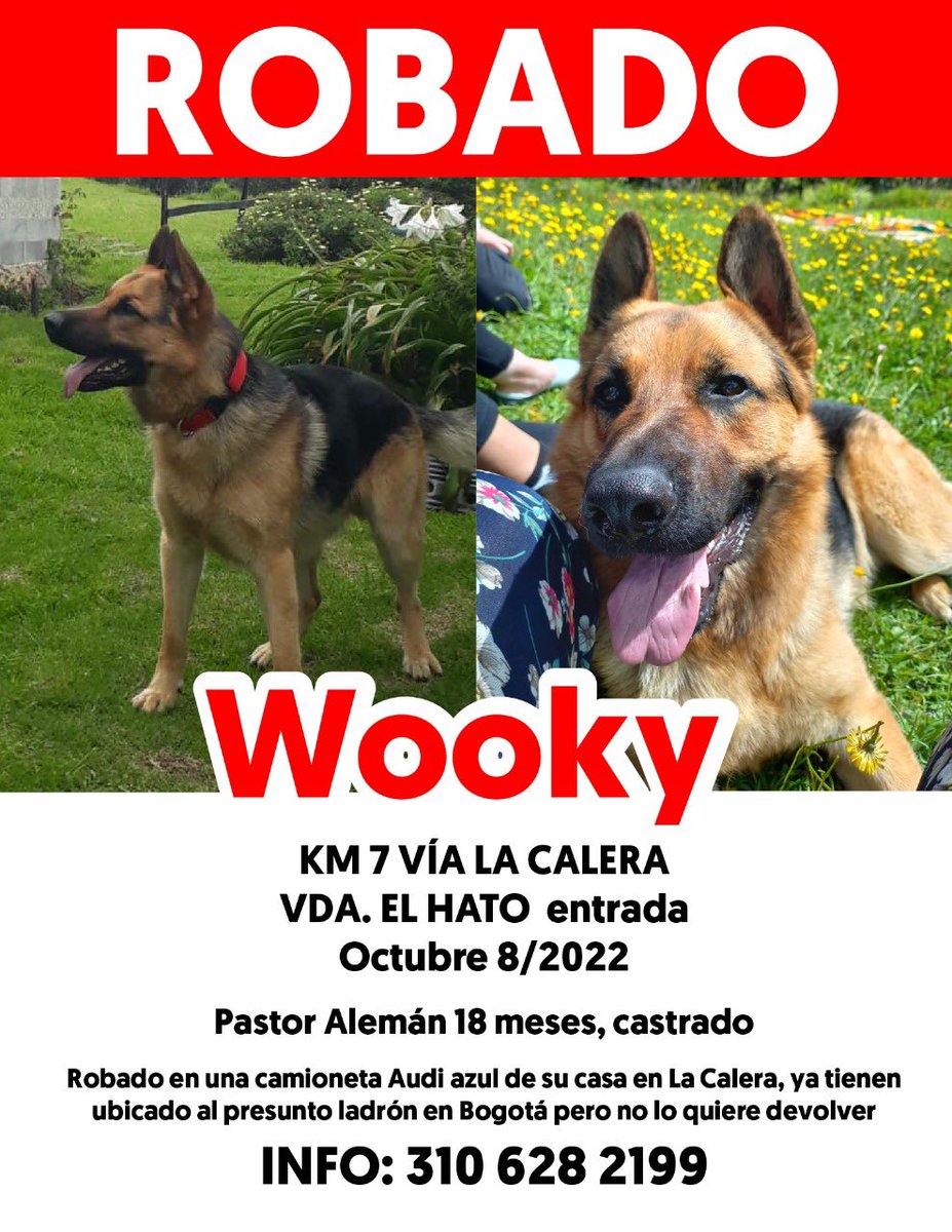 Marce_Tabares's tweet photo. 🆘No puede ser que alguien pase por tu casa, tu perro salga a saludar y ese alguien se crea con el derecho de robarse al perro “porque le gustó”. Eso pasó con Wooky y luego de más de 2 meses, nadie actúa. Las denuncias están. Será que pa todo toca la plantones? https://t.co/Ta6ic3JOBB