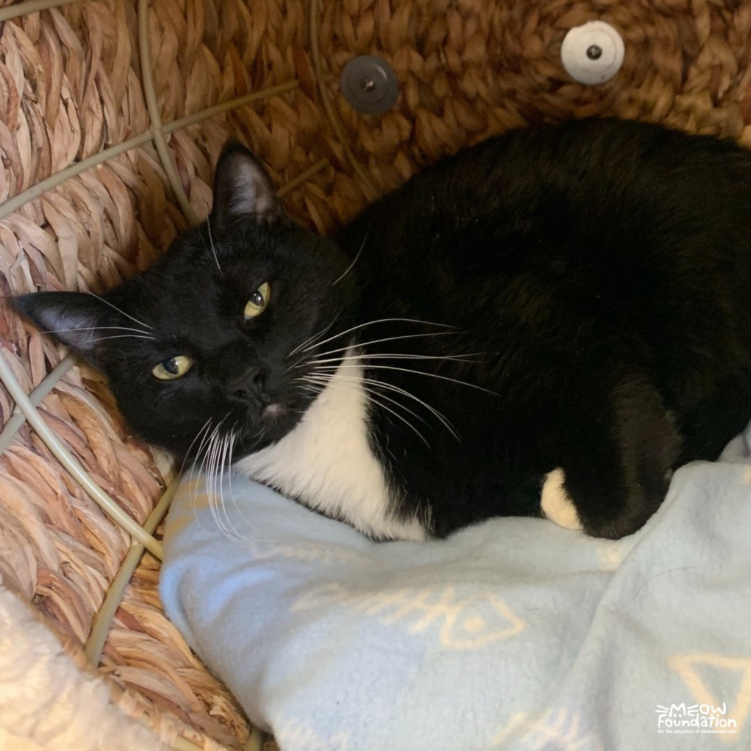 MEOWFoundation's tweet photo. Mademoiselle Soleil is dreaming of a Guardian Angel π Guardian Angel sponsorships are a one-time gift of $25 to a MEOW cat. Visit https://t.co/zfnY6HzRec for more information and to sponsor this reserved but sweet girl βοΈ #yyc #petsofyyc https://t.co/lhYgh1TieM