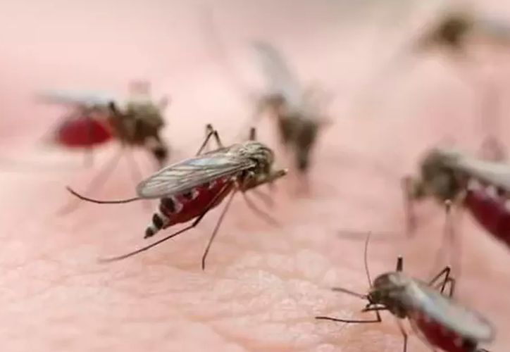 novedadesqroo's tweet photo. Quintana Roo registra primera muerte por dengue en dos años https://t.co/DHAxBYmZTm https://t.co/gaQbo8AI5d