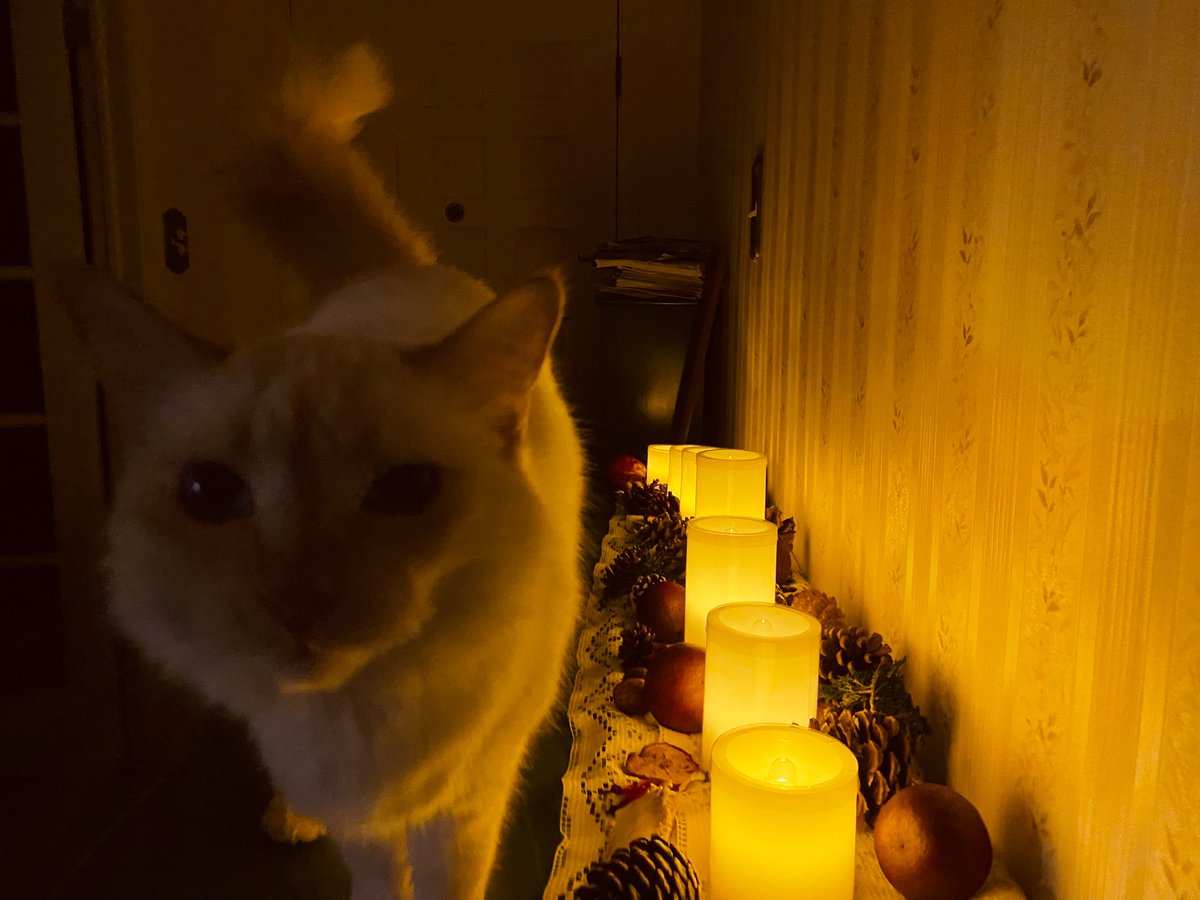 MabeltheCat7's tweet photo. The guardian is getting ready for some yearly human ritual. They seem to be happy, so I’m happy too. https://t.co/8jQcOv76qx