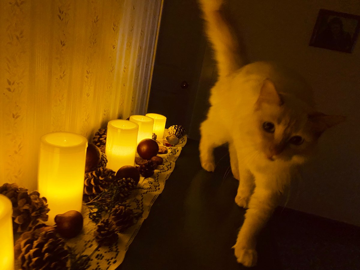 MabeltheCat7's tweet photo. The guardian is getting ready for some yearly human ritual. They seem to be happy, so I’m happy too. https://t.co/8jQcOv76qx
