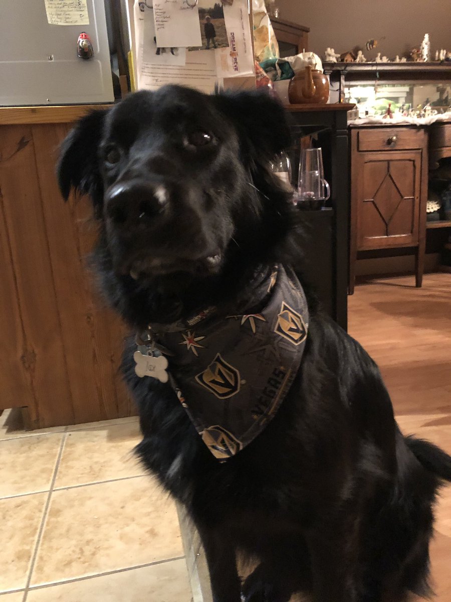 Someone is ready for the Vegas vs Buffalo game tonight! #GoKnights #mydogJax #mondaynighthockey