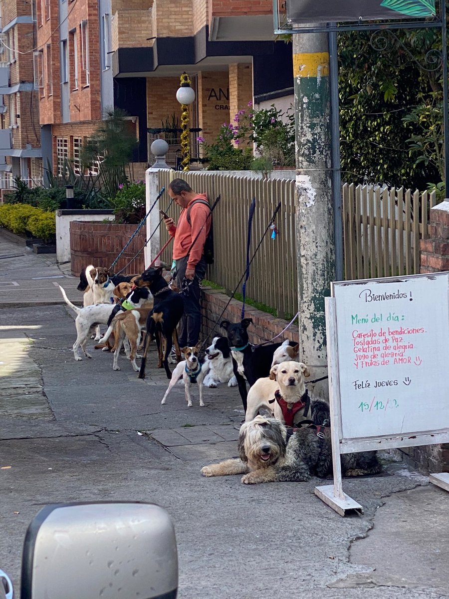 A este señor “cuidador de perros” lo veo siempre en Chapinero alto con los todos perros amarrados y mirando el celular … pilas con la gente a la que le dejan sus bebés, le dije y me mandó a la porra  😵‍💫