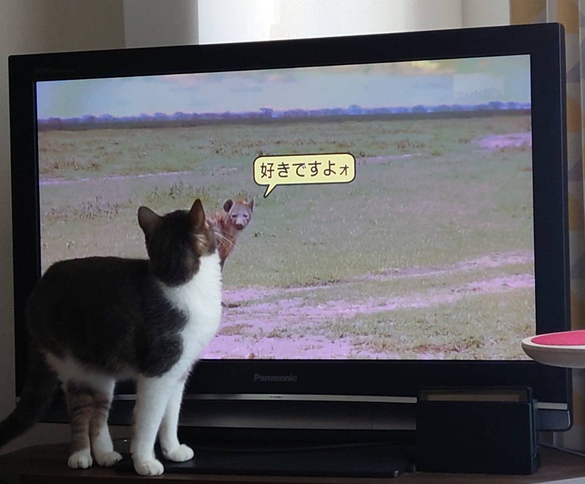 megasys1968's tweet photo. @猫のいる生活 https://t.co/eXwKVw9uik