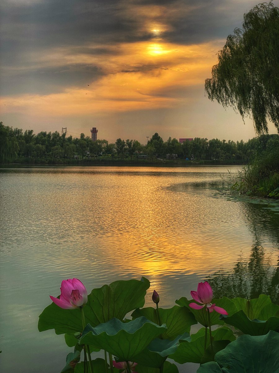 Tanlaphoto's tweet photo. Looks like a #painting?
#Lake #Sunset #Flowers #birds #trees #willows
by the #landscape #wideanglelens for #iPhone!
https://t.co/QfWdM5daVx
#pond #willow #tree #water #evening
#iPhone14ProMAX #iPhone14Pro #iPhone14 #iPhone14Mini
#GalaxyS22
#huawei #xiaomi #oppo #vivo #honor https://t.co/xRyHrpJzsa