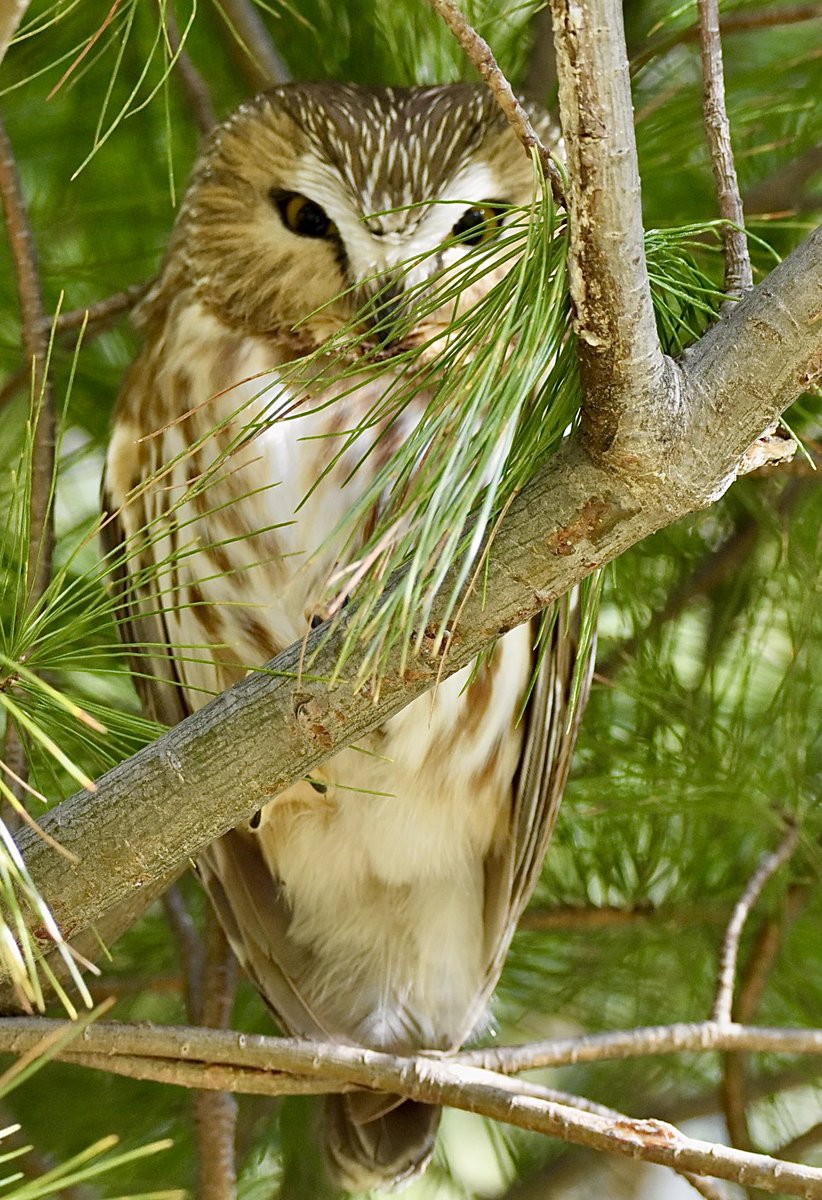 farmdeezy's tweet photo. Central Park’s current star - the Northern Saw-whet Owl. #birdcp #birdcpp https://t.co/mJPt32mE7y