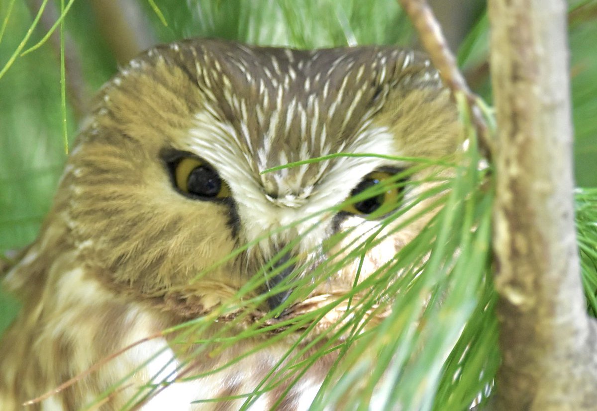 farmdeezy's tweet photo. Central Park’s current star - the Northern Saw-whet Owl. #birdcp #birdcpp https://t.co/mJPt32mE7y