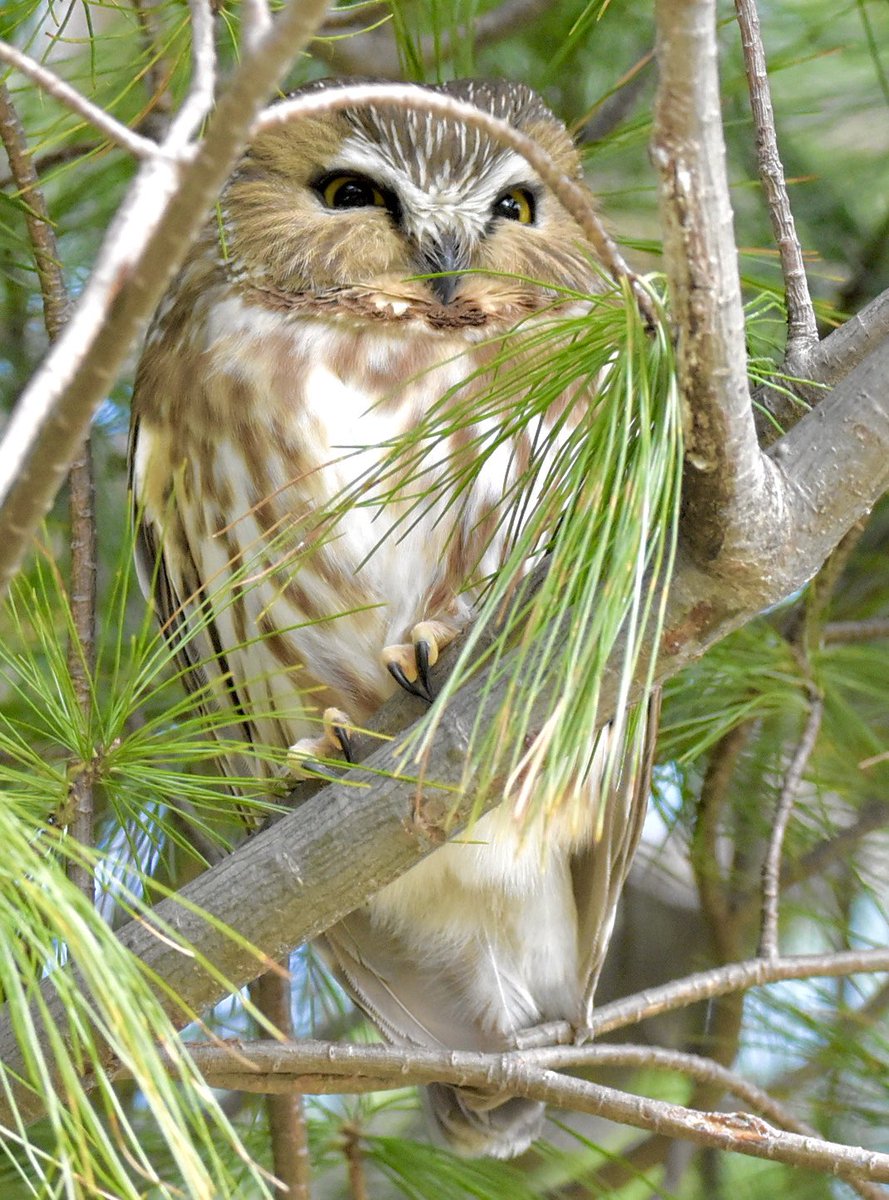 farmdeezy's tweet photo. Central Park’s current star - the Northern Saw-whet Owl. #birdcp #birdcpp https://t.co/mJPt32mE7y
