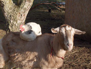 Well worth a look. The Christmas edition of  <a href="/TainDistrictPP/">Tain & District Picture Post</a> with a piece about St.Duthus Walking Football Club and their 2022 Awards ( <a href="/TainFootball/">St.Duthus Walking Football Club (Tain)</a> ) , and also the story of a hen roosting on a goat called Mathilda - a goat long gone but never forgotten.