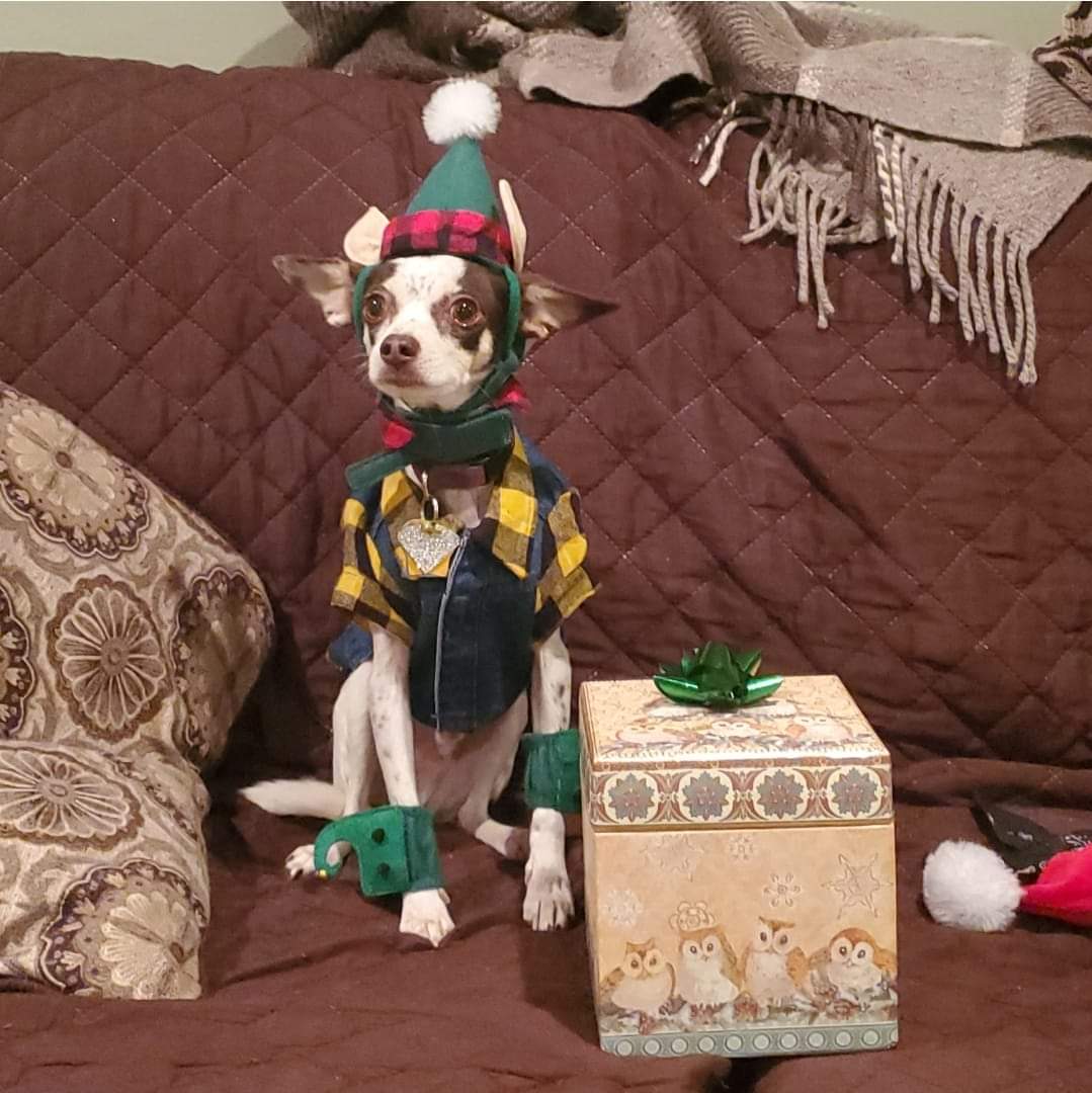 jacelikespace's tweet photo. @dog_rates @Trupanion Stewie Stewart was born to be an elf. He was rescued from a wildfire in California 5 years ago. He says heck no to snow, but he loves costumes and presents. https://t.co/6KQR2MBzIx