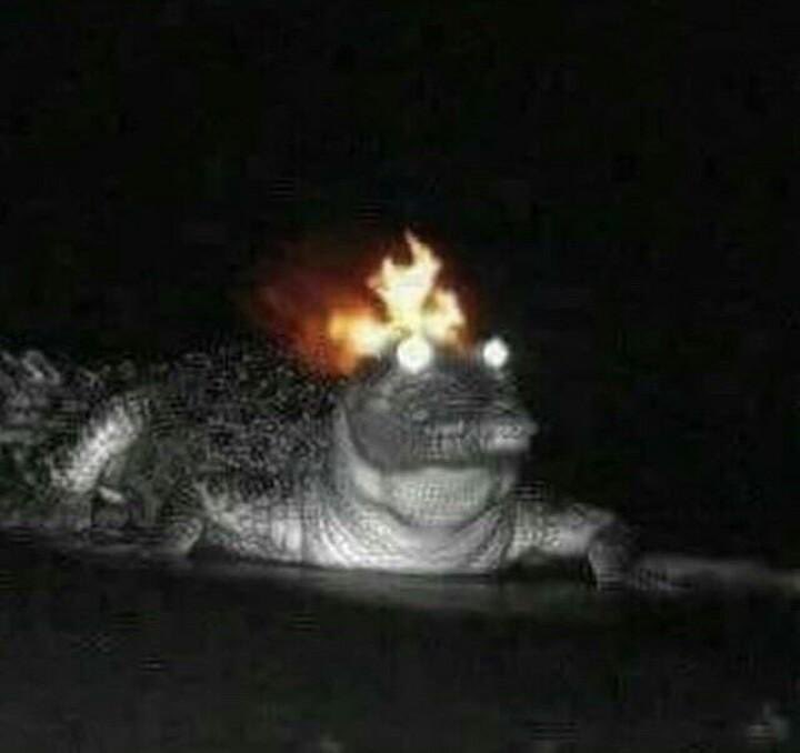 GatorsDaily's tweet photo. Repent to ur gator lord https://t.co/TqZhKxmgY2