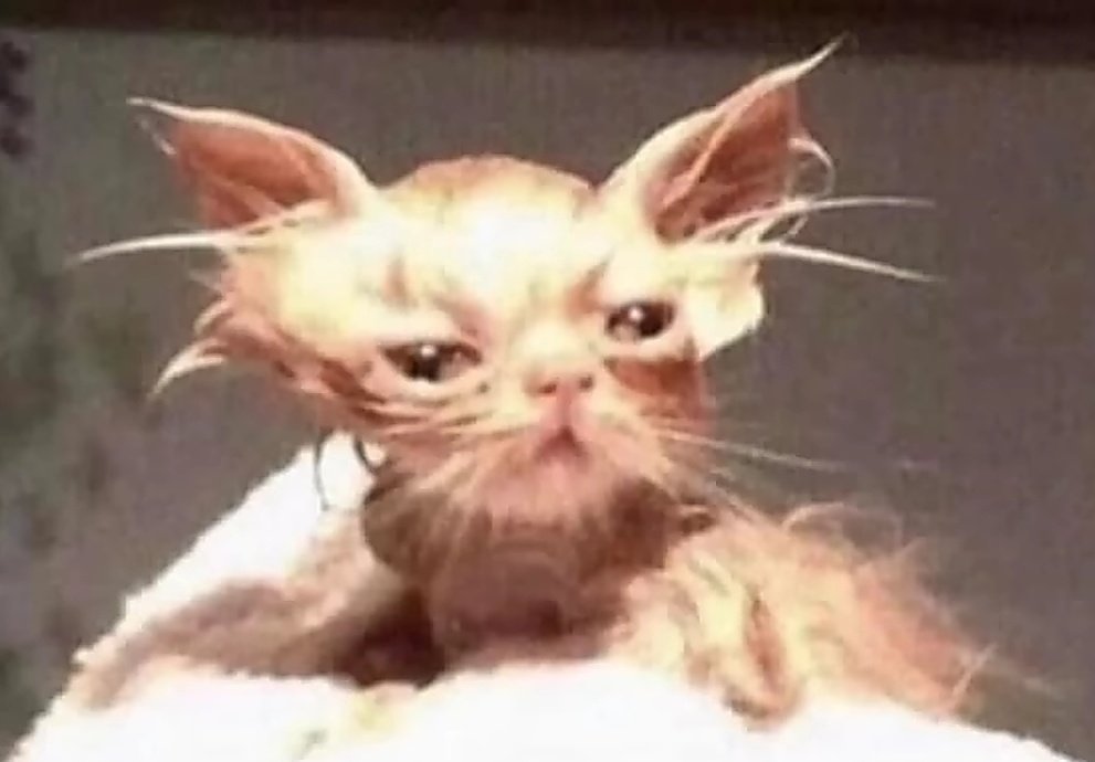 Spike_0187's tweet photo. @MoonEstaEnTwitt Mendiga comunidad que te manda al demonio tu trabajo de 50 meses solo por desir nigga https://t.co/YxjYRjhREL