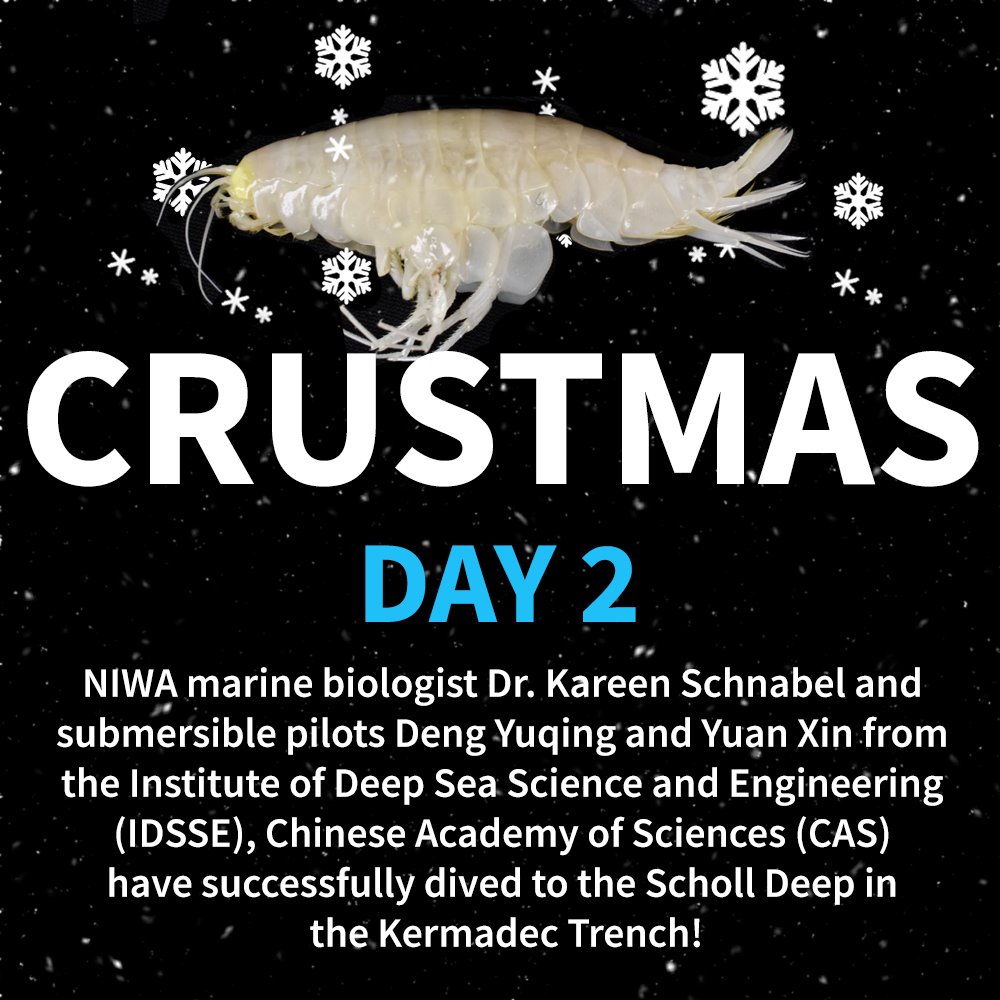 CrustaceanSoci's tweet photo. #CrustMas Day 2: . Lying north-east of New Zealand’s North Island, the Scholl Deep is the deepest known point of the Kermadec Trench. Read more about the dive and see what interesting animals they photographed here: https://t.co/pIQnHjPlyw 

#TheCrustaceanSociety https://t.co/Zruc8Oro6K