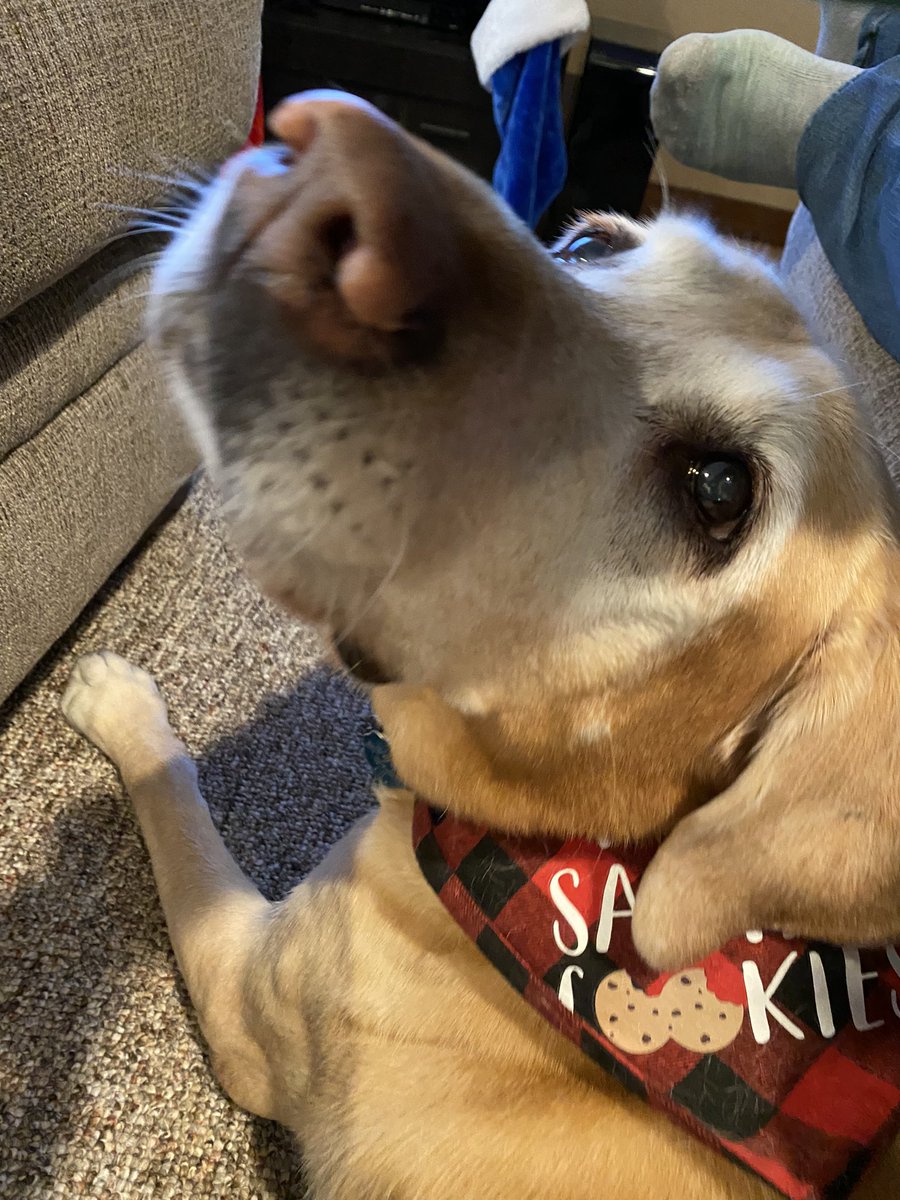 acker_chrissy's tweet photo. @dog_rates @Trupanion It says she ate Santa’s Cookies but Hannah says she didn’t eat them all https://t.co/05kEhxPBYG